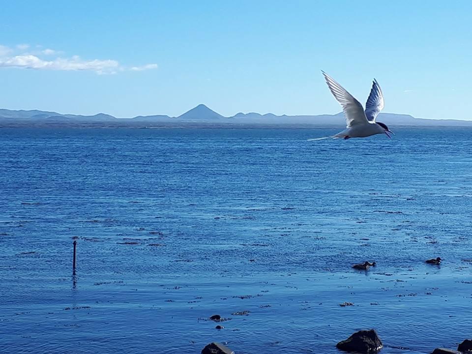 Rvk Horizon Villa Álftanes Dış mekan fotoğraf